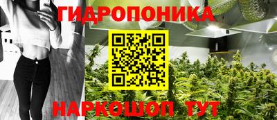 крисы Кингисепп